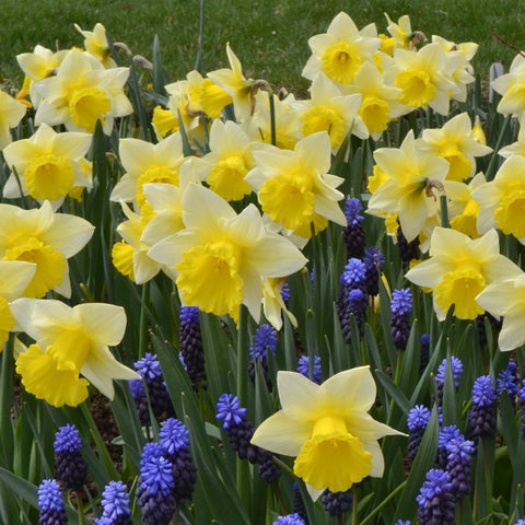 Narcissus 'Cornish King', Trumpet Daffodil