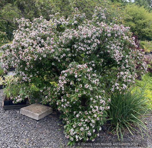 Shrubs ~ Abelia mosanensis, Fragrant Abelia ~ Dancing Oaks Nursery and Gardens ~ Retail Nursery ~ Mail Order Nursery