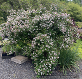 Shrubs ~ Abelia mosanensis, Fragrant Abelia ~ Dancing Oaks Nursery and Gardens ~ Retail Nursery ~ Mail Order Nursery