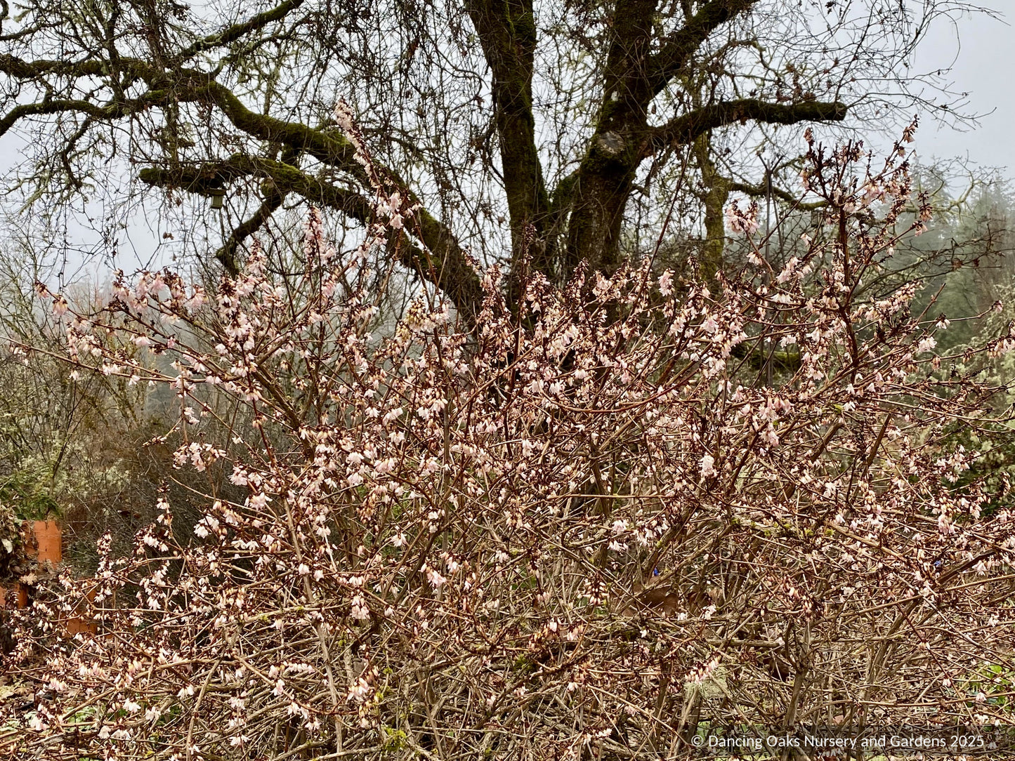 Shrubs ~ Abeliophyllum distichum, White Forsythia ~ Dancing Oaks Nursery and Gardens ~ Retail Nursery ~ Mail Order Nursery