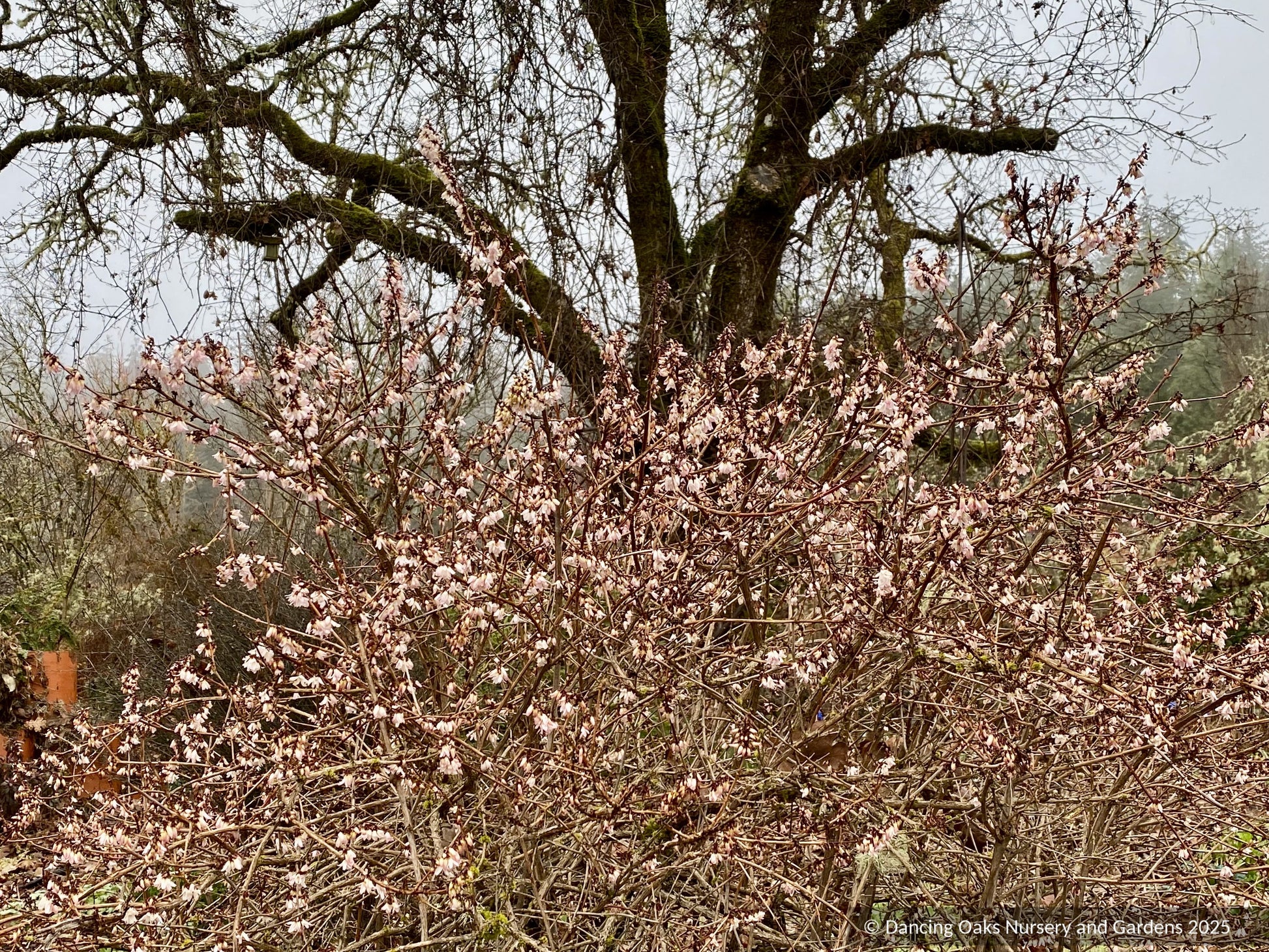 Shrubs ~ Abeliophyllum distichum, White Forsythia ~ Dancing Oaks Nursery and Gardens ~ Retail Nursery ~ Mail Order Nursery