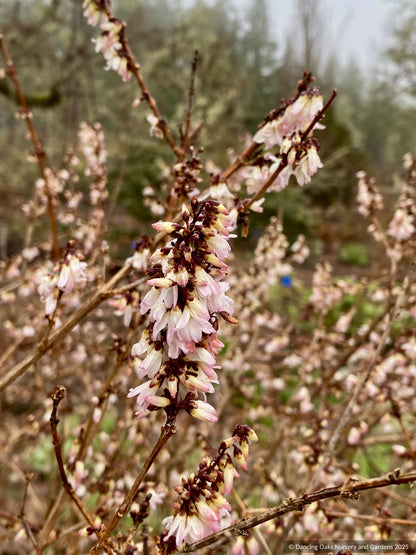Shrubs ~ Abeliophyllum distichum, White Forsythia ~ Dancing Oaks Nursery and Gardens ~ Retail Nursery ~ Mail Order Nursery