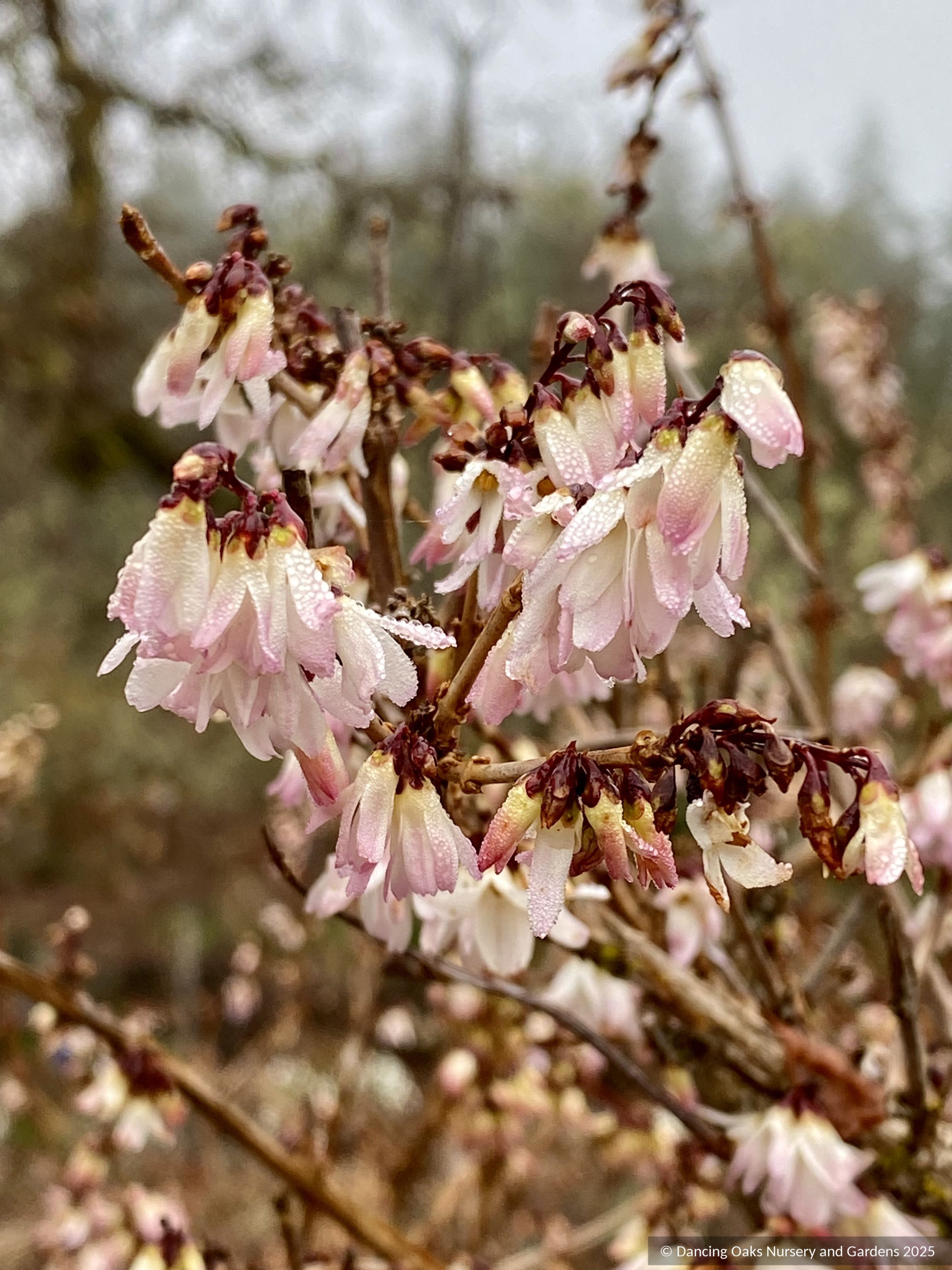 Shrubs – Dancing Oaks Nursery and Gardens