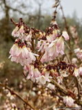 Shrubs ~ Abeliophyllum distichum, White Forsythia ~ Dancing Oaks Nursery and Gardens ~ Retail Nursery ~ Mail Order Nursery
