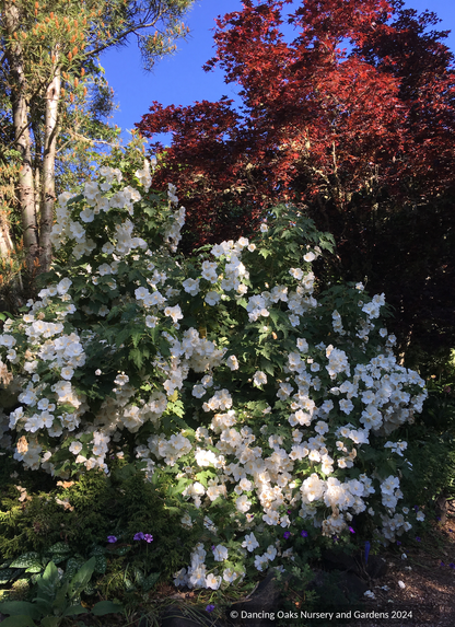 Shrubs ~ Abutilon vitifolium 'Tennant's White', Flowering Maple ~ Dancing Oaks Nursery and Gardens ~ Retail Nursery ~ Mail Order Nursery