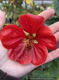 Shrubs ~ Abutilon 'Nabob', Flowering Maple ~ Dancing Oaks Nursery and Gardens ~ Retail Nursery ~ Mail Order Nursery