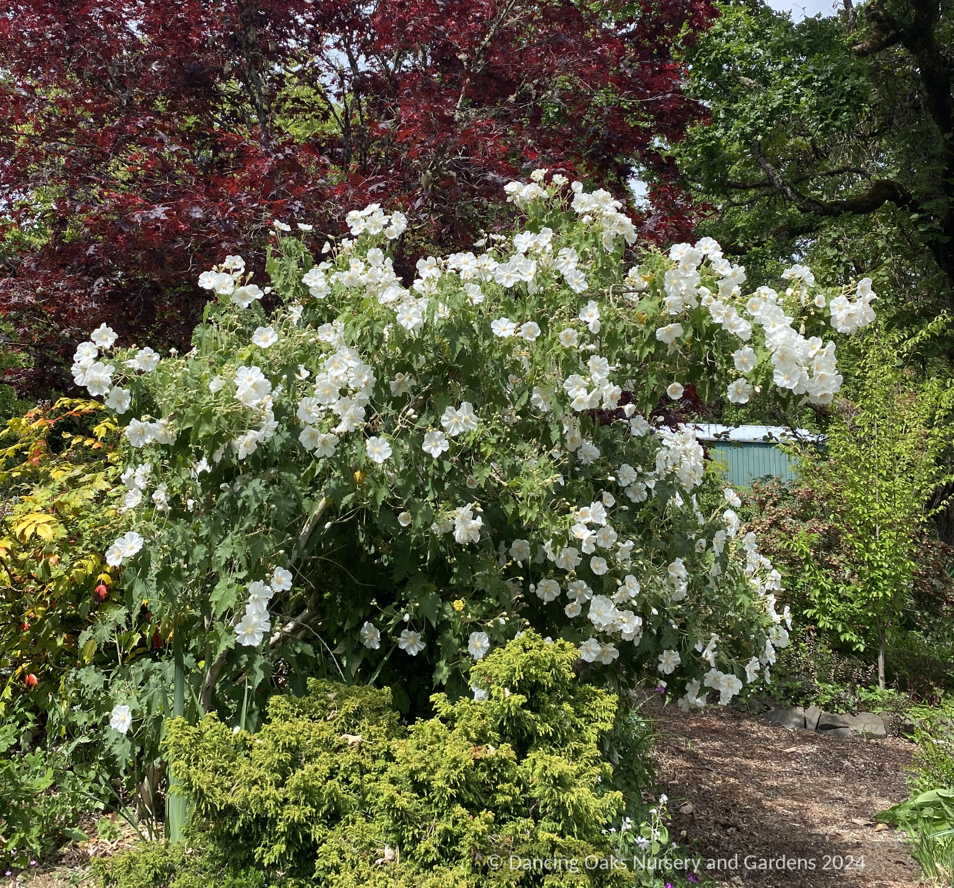 Shrubs ~ Abutilon vitifolium 'Tennant's White', Flowering Maple ~ Dancing Oaks Nursery and Gardens ~ Retail Nursery ~ Mail Order Nursery