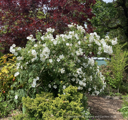 Shrubs ~ Abutilon vitifolium 'Tennant's White', Flowering Maple ~ Dancing Oaks Nursery and Gardens ~ Retail Nursery ~ Mail Order Nursery