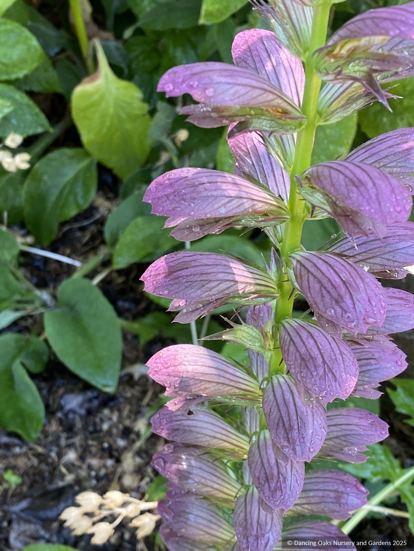 Perennials ~ Acanthus 'Colin's Folly', Bear's Breeches ~ Dancing Oaks Nursery and Gardens ~ Retail Nursery ~ Mail Order Nursery