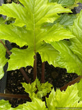 Perennials ~ Acanthus mollis 'Hollard's Gold', Golden Bear's Breeches ~ Dancing Oaks Nursery and Gardens ~ Retail Nursery ~ Mail Order Nursery