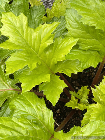 Perennials ~ Acanthus mollis 'Hollard's Gold', Golden Bear's Breeches ~ Dancing Oaks Nursery and Gardens ~ Retail Nursery ~ Mail Order Nursery