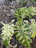 Perennials ~ Acanthus 'Whitewater' PP23342, Variegated Bear's Breeches ~ Dancing Oaks Nursery and Gardens ~ Retail Nursery ~ Mail Order Nursery