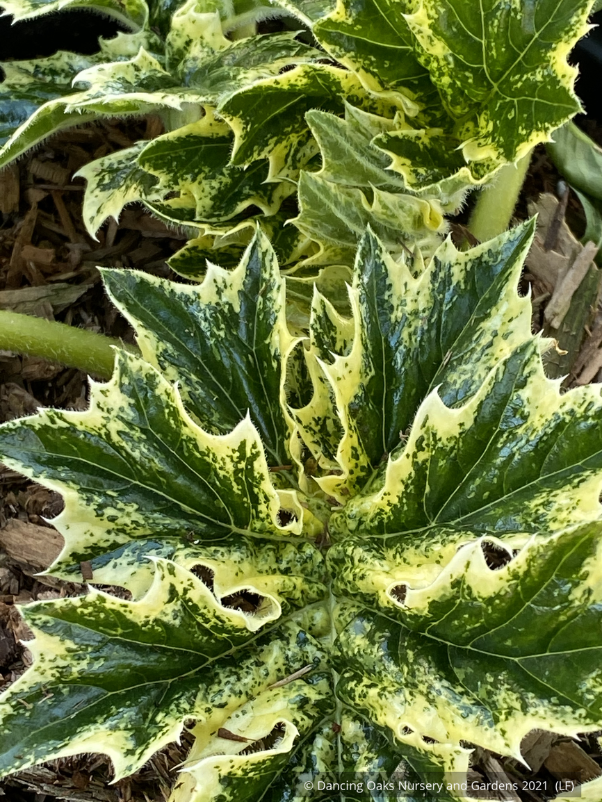 Perennials ~ Acanthus 'Whitewater' PP23342, Variegated Bear's Breeches ~ Dancing Oaks Nursery and Gardens ~ Retail Nursery ~ Mail Order Nursery