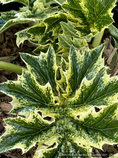 Perennials ~ Acanthus 'Whitewater' PP23342, Variegated Bear's Breeches ~ Dancing Oaks Nursery and Gardens ~ Retail Nursery ~ Mail Order Nursery