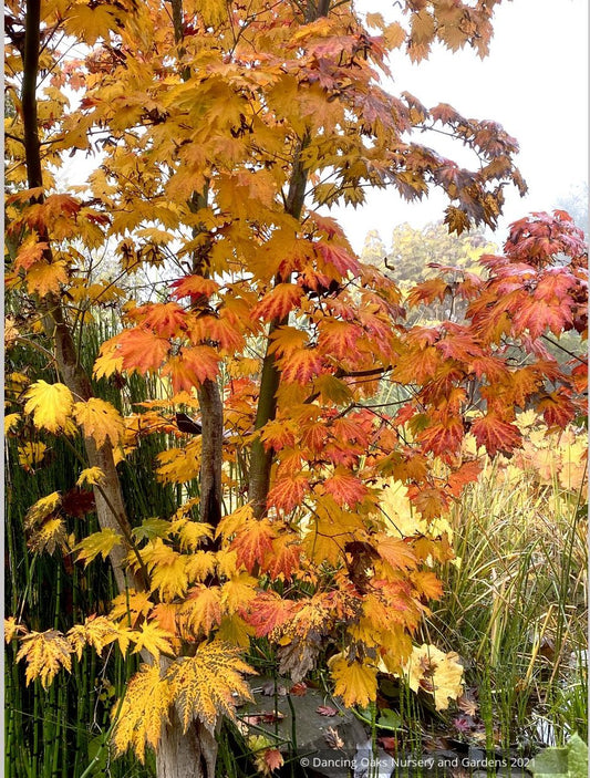 Trees ~ Japanese Maples~Acer japonicum 'Emmett's Pumpkin' ~ Dancing Oaks Nursery and Gardens ~ Retail Nursery ~ Mail Order Nursery