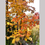 Trees ~ Japanese Maples~Acer japonicum 'Emmett's Pumpkin' ~ Dancing Oaks Nursery and Gardens ~ Retail Nursery ~ Mail Order Nursery