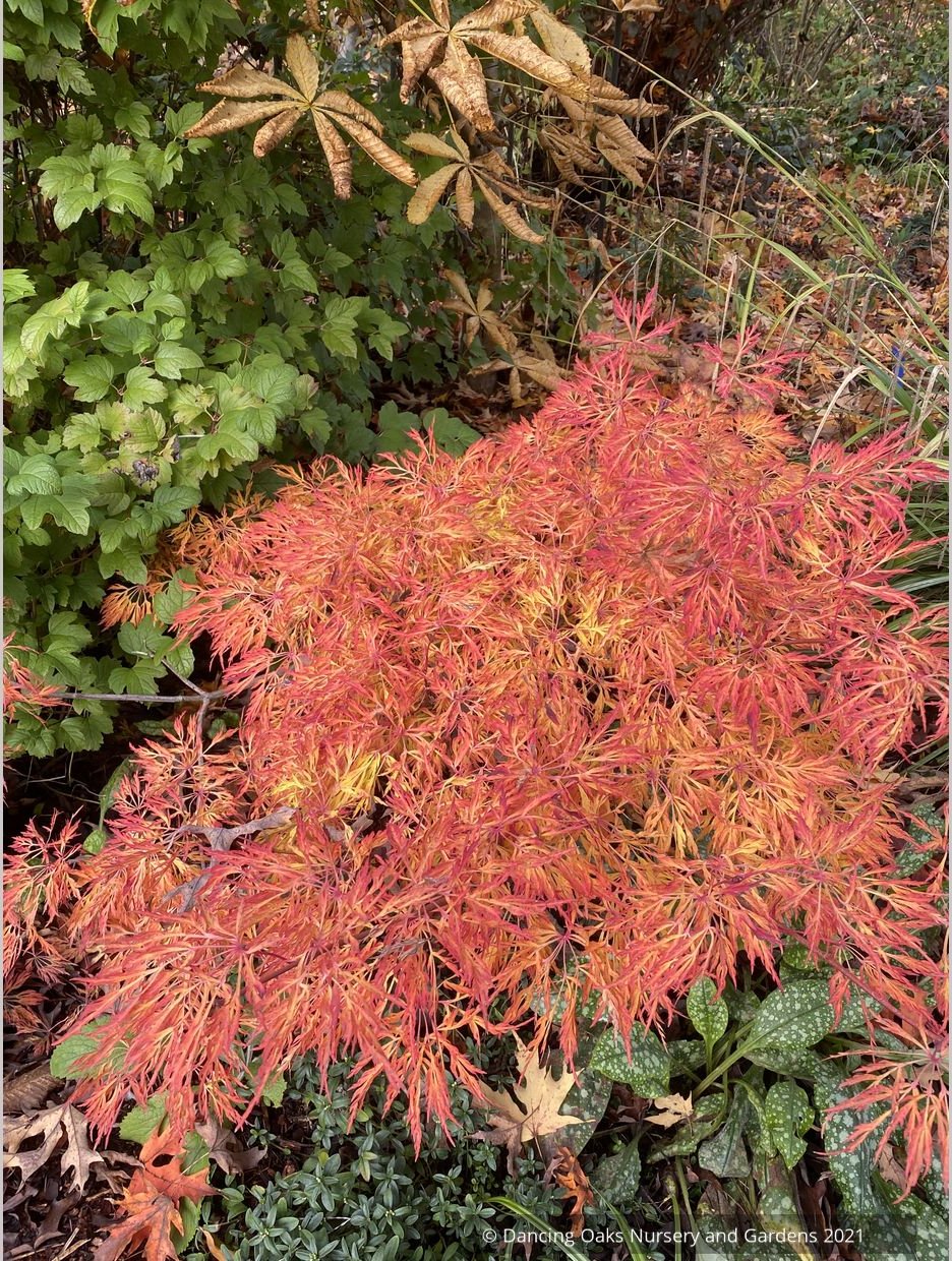 Trees ~ Japanese Maples~Acer japonicum 'Fairy Lights'~ Dancing Oaks Nursery and Gardens ~ Retail Nursery ~ Mail Order Nursery