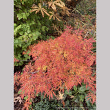 Trees ~ Japanese Maples~Acer japonicum 'Fairy Lights'~ Dancing Oaks Nursery and Gardens ~ Retail Nursery ~ Mail Order Nursery