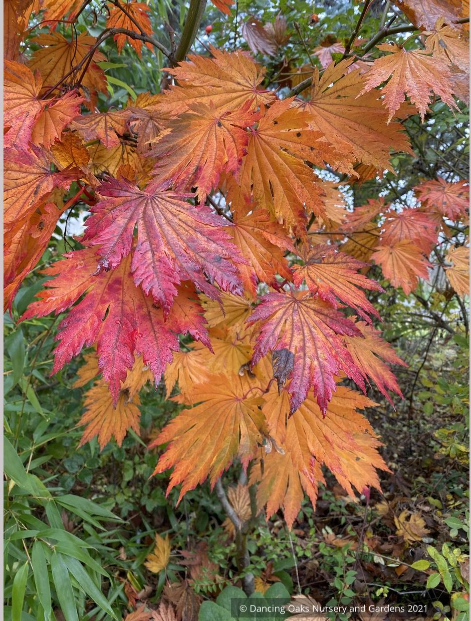 Trees ~ Japanese Maples~Acer japonicum 'Meigetsu' ~ Dancing Oaks Nursery and Gardens ~ Retail Nursery ~ Mail Order Nursery