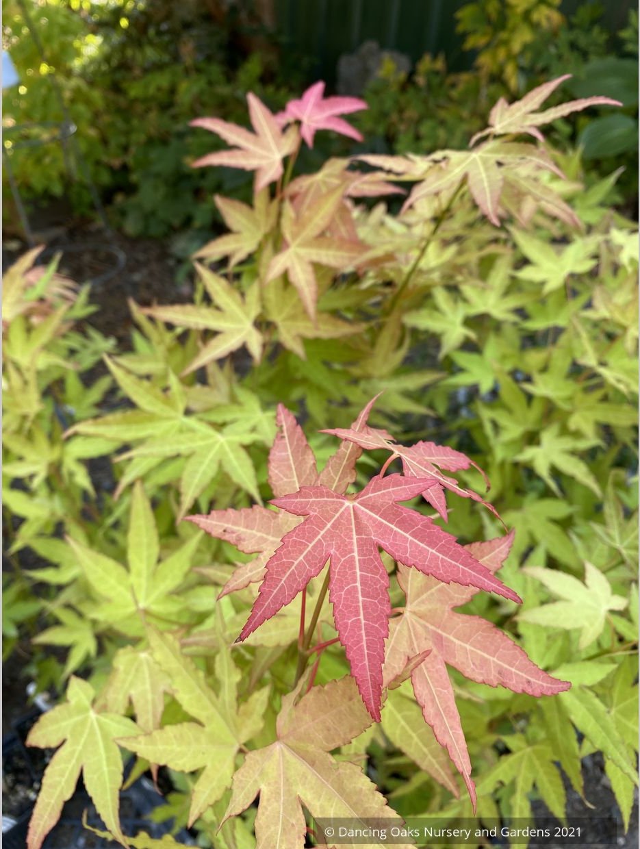 Acer oliverianum x 'Hot Blonde', Golden Japanese Maple