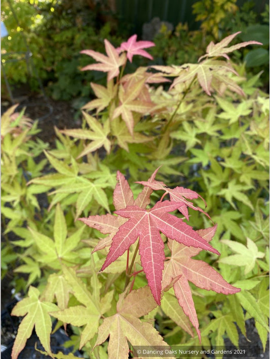 Acer oliverianum x 'Hot Blonde', Golden Japanese Maple