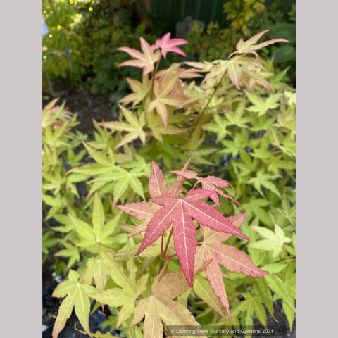 Acer oliverianum x 'Hot Blonde', Golden Japanese Maple