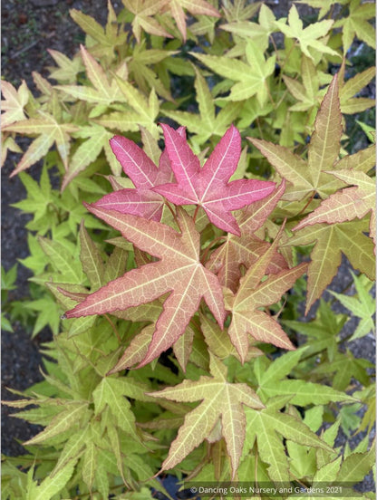 Acer oliverianum x 'Hot Blonde', Golden Japanese Maple