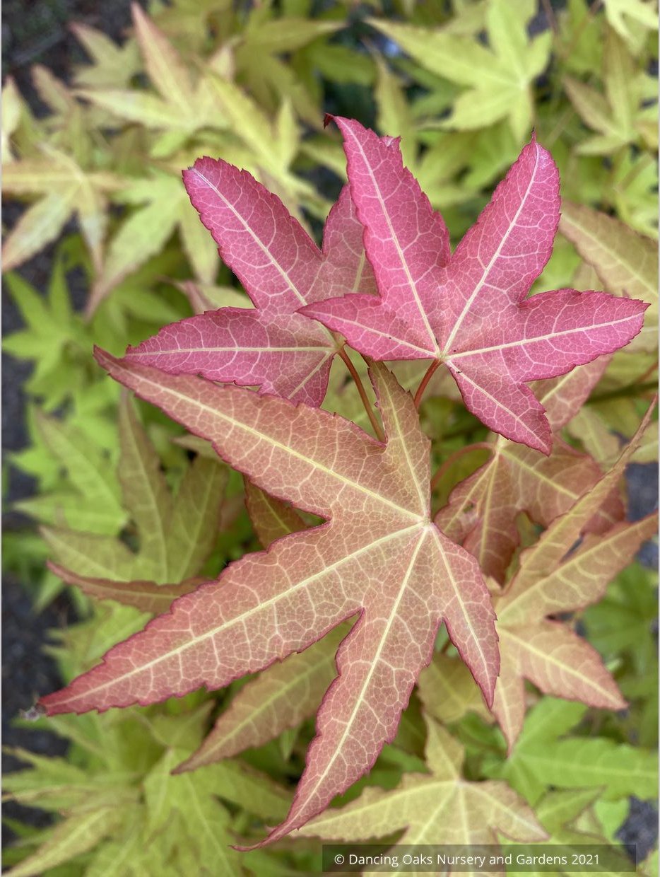 Acer oliverianum x 'Hot Blonde', Golden Japanese Maple