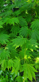 Acer japonicum 'Yama Kagi', Japanese Maple