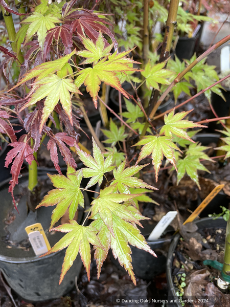 acer pot plants Acer palmatum 'Cosmos', Japanese Maple – Dancing Oaks Nursery and Gardens