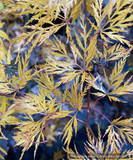 Trees ~ Acer palmatum 'Emerald Lace', Japanese Maple ~ Dancing Oaks Nursery and Gardens ~ Retail Nursery ~ Mail Order Nursery