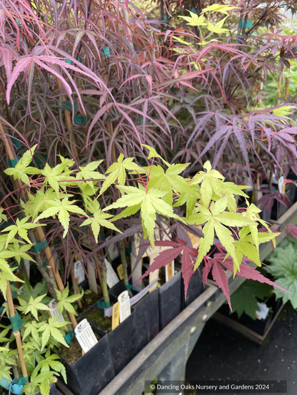Acer Golden Falls, Weeping Japanese Maple: Bright green foliage, palmately incised leaves of 5 and 6 lobes. Contrasted against burgundy red and maroon.