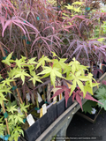 Acer Golden Falls, Weeping Japanese Maple: Bright green foliage, palmately incised leaves of 5 and 6 lobes. Contrasted against burgundy red and maroon.
