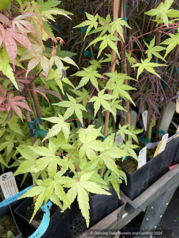 Acer Golden Falls, Weeping Japanese Maple: Bright green spring foliage on red petioles, softly toothed five-pointed leaves