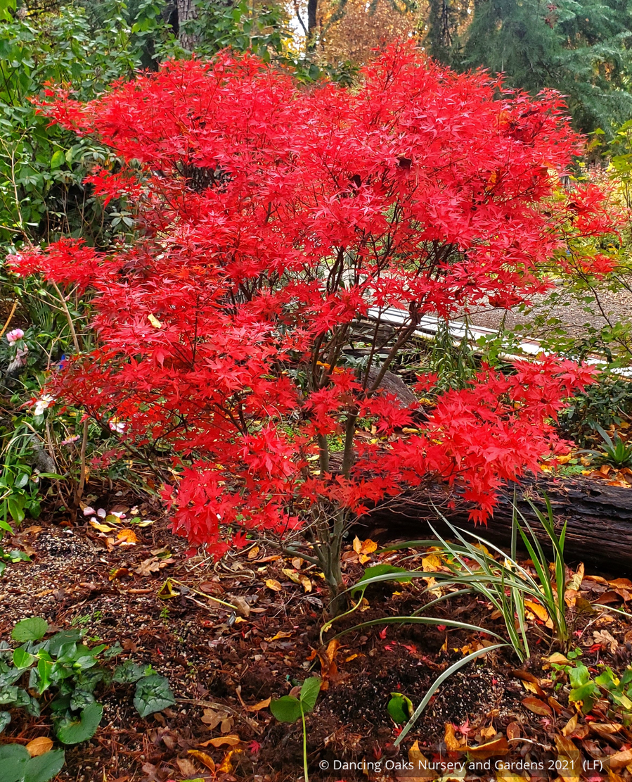himemama　0423 Acer palmatum 'Kuro Hime', Dwarf Japanese Maple – Dancing