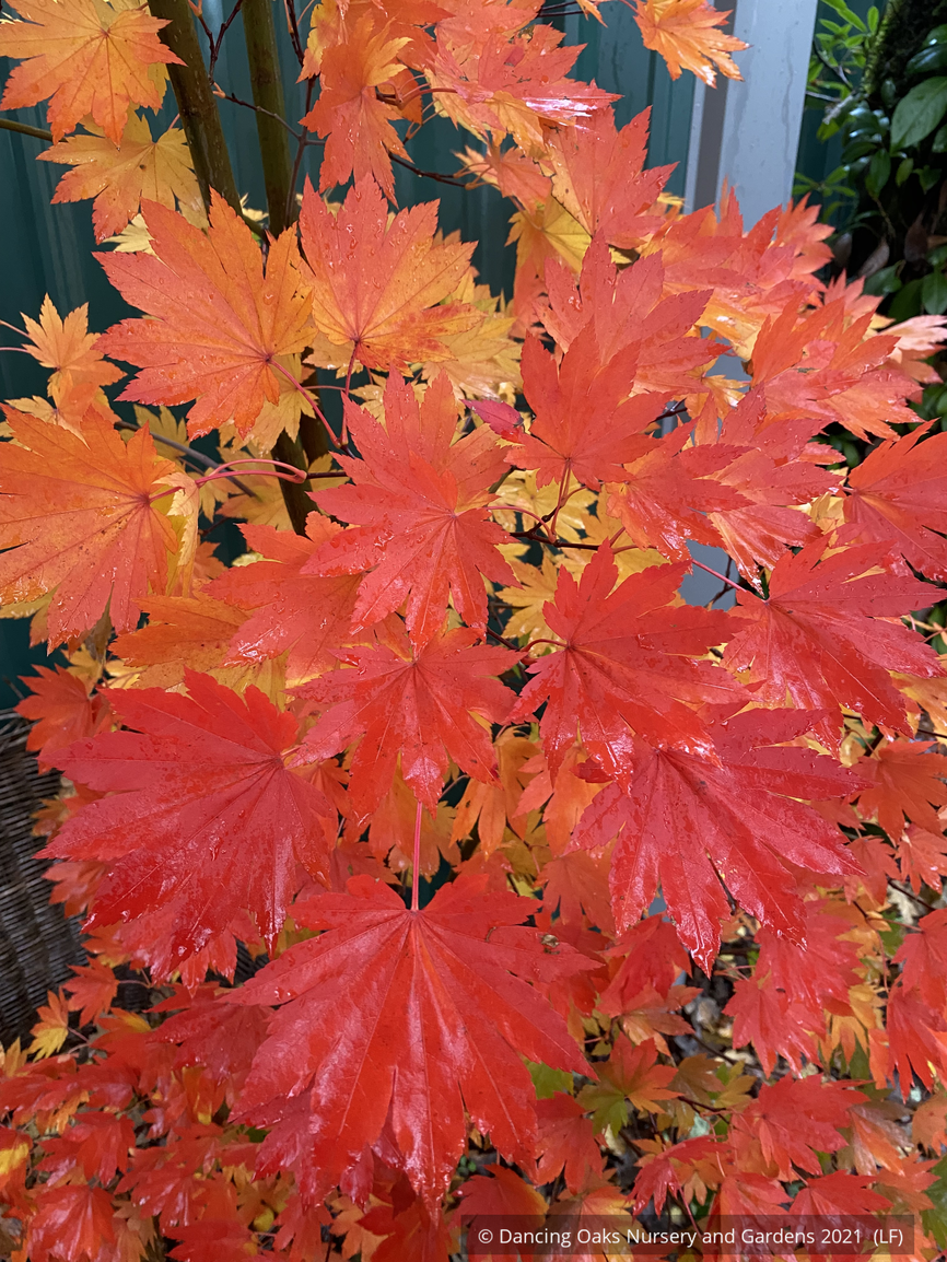 Trees ~ Acer japonicum 'O-isami', Japanese Maple ~ Dancing Oaks Nursery and Gardens ~ Retail Nursery ~ Mail Order Nursery