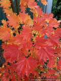 Trees ~ Acer japonicum 'O-isami', Japanese Maple ~ Dancing Oaks Nursery and Gardens ~ Retail Nursery ~ Mail Order Nursery