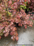 Acer 'Orangeola' finely lobed and deeply incised palmate leaves emerge in spring red with hints of orange and green near their center.
