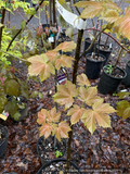 Acer pseudoplatanus 'Puget Pink', Sycamore Maple