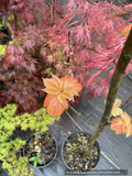 Acer pseudoplatanus 'Puget Pink', Sycamore Maple