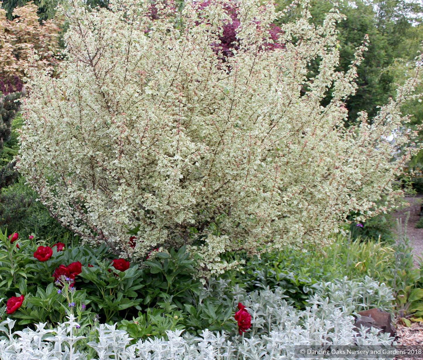 Acer campestre 'Carnival', Variegated Hedge Maple