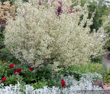 Acer campestre 'Carnival', Variegated Hedge Maple