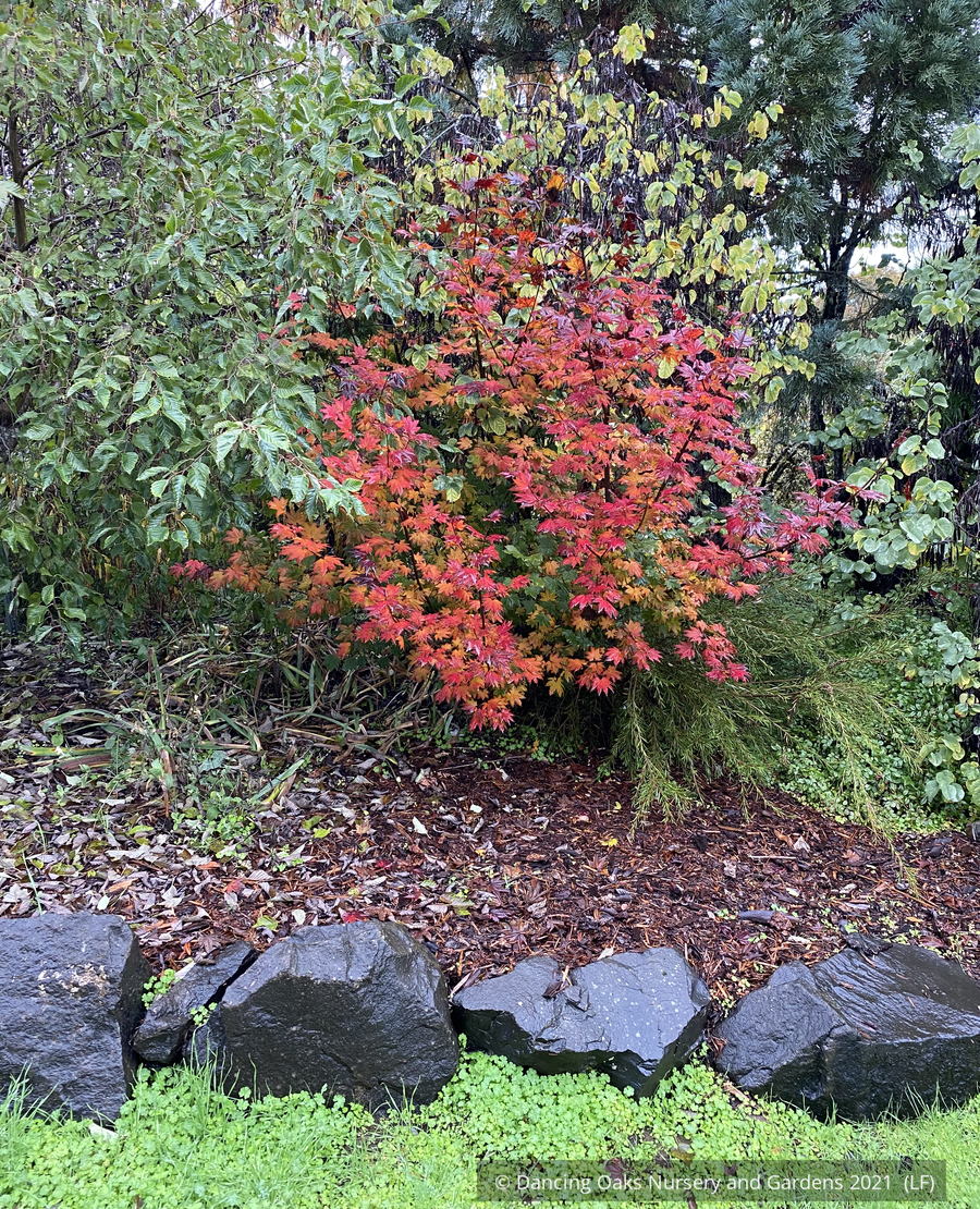 Trees ~ Acer circinatum 'Burgundy Jewel', Burgundy Jewel Vine Maple ~ Dancing Oaks Nursery and Gardens ~ Retail Nursery ~ Mail Order Nursery