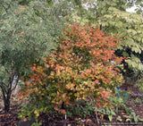 Trees ~ Acer circinatum 'Del's Dwarf', Dwarf Vine Maple ~ Dancing Oaks Nursery and Gardens ~ Retail Nursery ~ Mail Order Nursery
