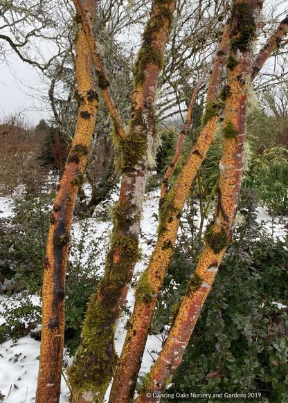 Trees ~ Acer circinatum 'Pacific Fire', Red Twig Vine Maple ~ Dancing Oaks Nursery and Gardens ~ Retail Nursery ~ Mail Order Nursery