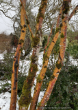 Trees ~ Acer circinatum 'Pacific Fire', Red Twig Vine Maple ~ Dancing Oaks Nursery and Gardens ~ Retail Nursery ~ Mail Order Nursery