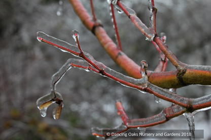 Trees ~ Acer circinatum 'Pacific Fire', Red Twig Vine Maple ~ Dancing Oaks Nursery and Gardens ~ Retail Nursery ~ Mail Order Nursery