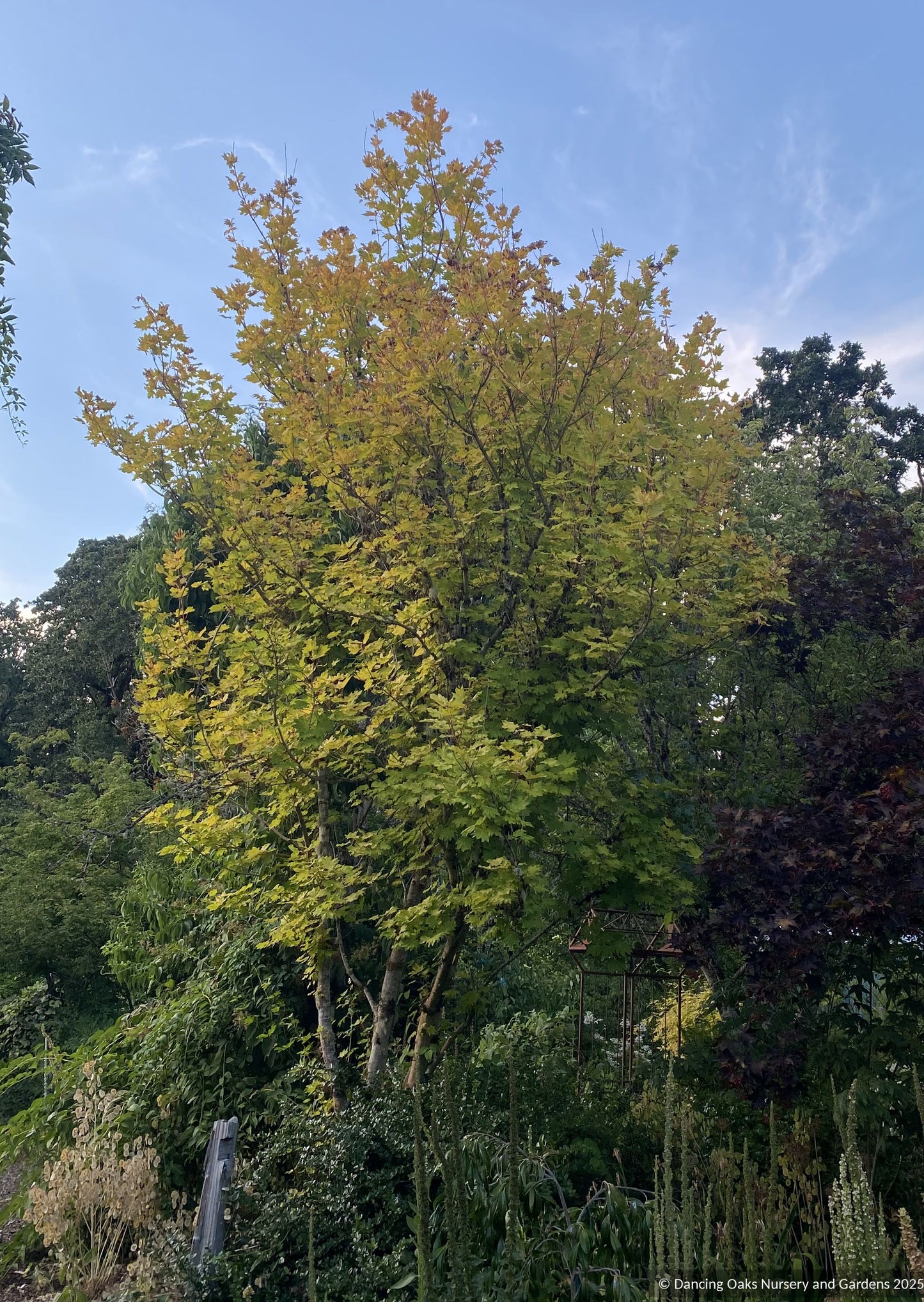 Trees ~ Acer circinatum 'Pacific Fire', Red Twig Vine Maple ~ Dancing Oaks Nursery and Gardens ~ Retail Nursery ~ Mail Order Nursery