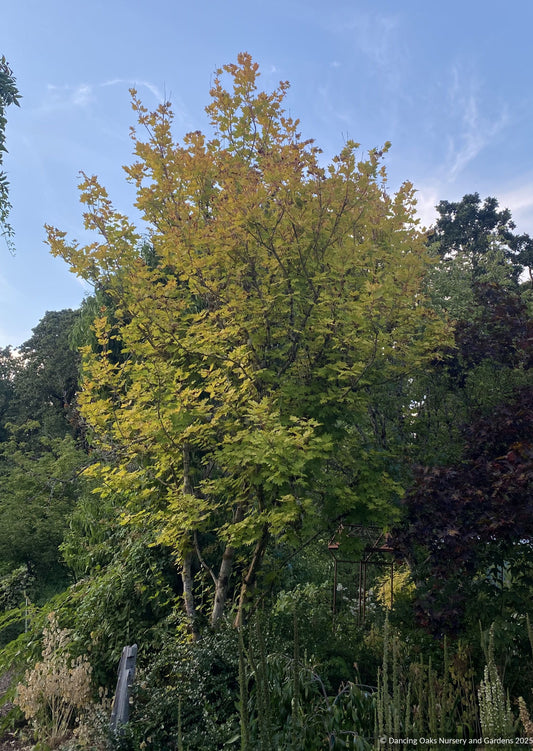 Trees ~ Acer circinatum 'Pacific Fire', Red Twig Vine Maple ~ Dancing Oaks Nursery and Gardens ~ Retail Nursery ~ Mail Order Nursery