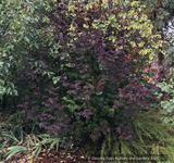 Trees ~ Acer circinatum 'Burgundy Jewel', Burgundy Jewel Vine Maple ~ Dancing Oaks Nursery and Gardens ~ Retail Nursery ~ Mail Order Nursery